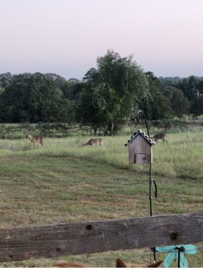 McDade RV Park - McDade, TX