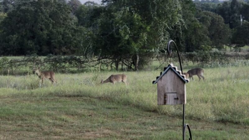 McDade RV Park - McDade, TX