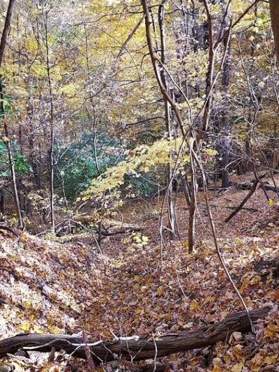 Dead Man’s Hollow Black Oak Trailhead - McKeesport, PA