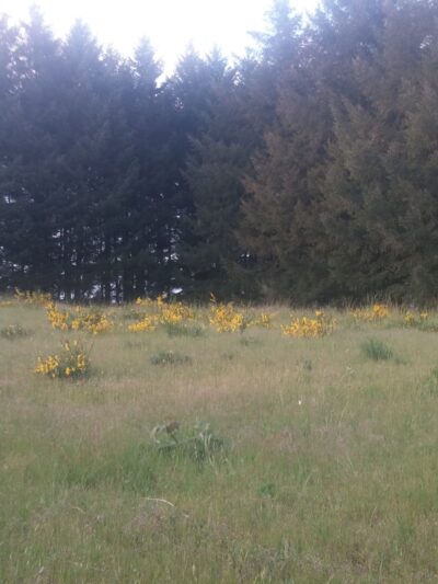Westside Bicycle/Pedestrian Greenway - McMinnville, OR