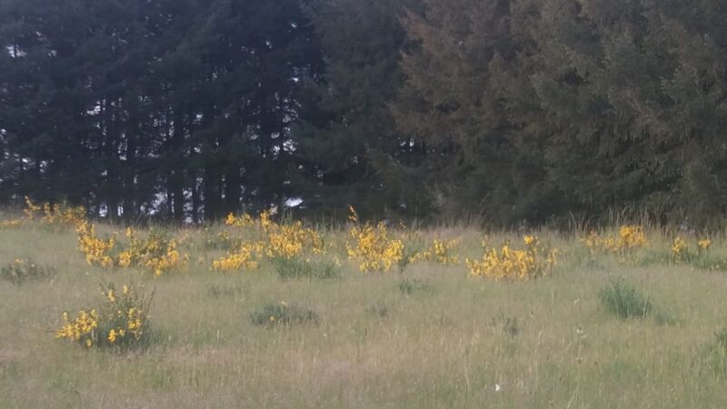 Westside Bicycle/Pedestrian Greenway - McMinnville, OR