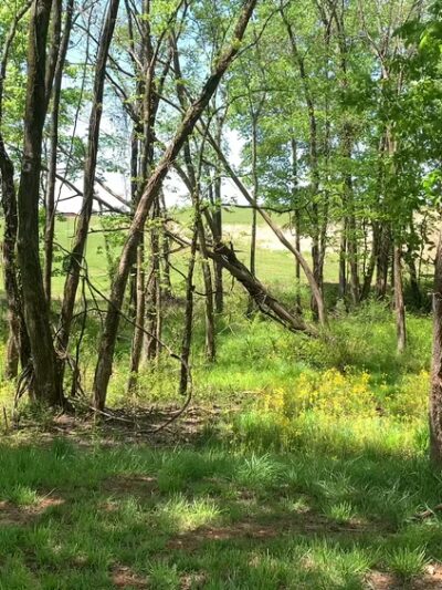 Pepper Branch Park - McMinnville, TN