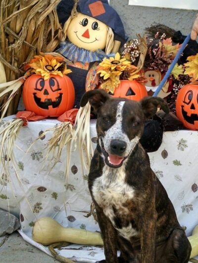 Warren County Animal Control - McMinnville, TN