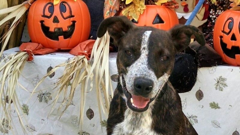 Warren County Animal Control - McMinnville, TN