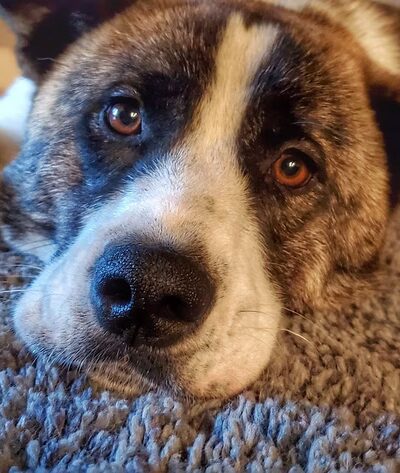 Warren County Animal Control - McMinnville, TN