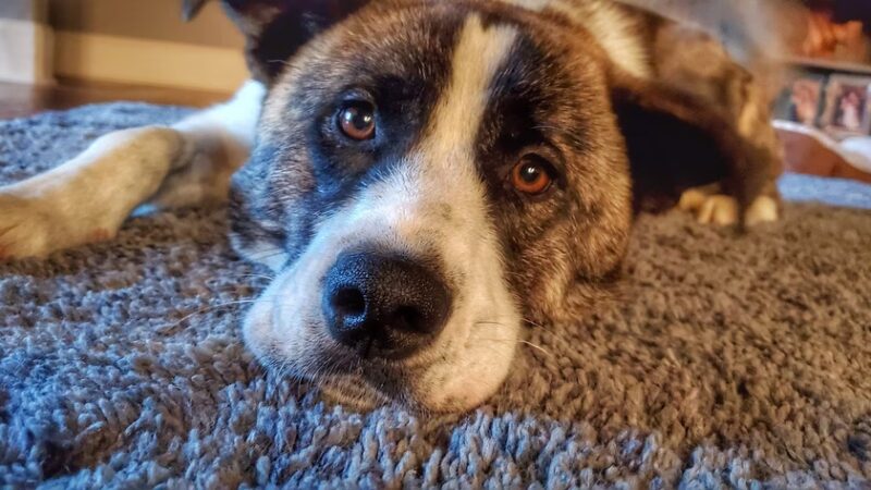 Warren County Animal Control - McMinnville, TN