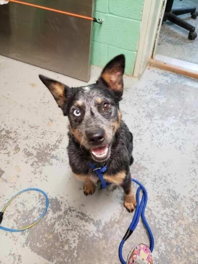 Warren County Animal Control - McMinnville, TN