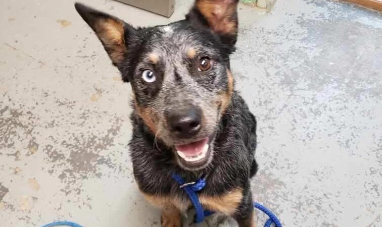 Warren County Animal Control - McMinnville, TN