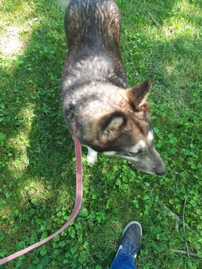 Warren County Animal Control - McMinnville, TN