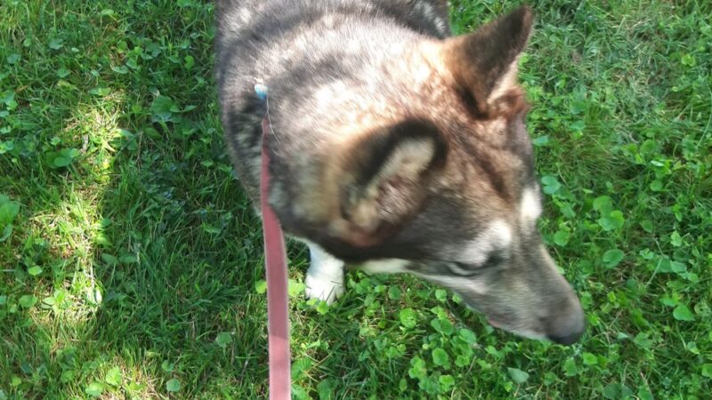 Warren County Animal Control - McMinnville, TN