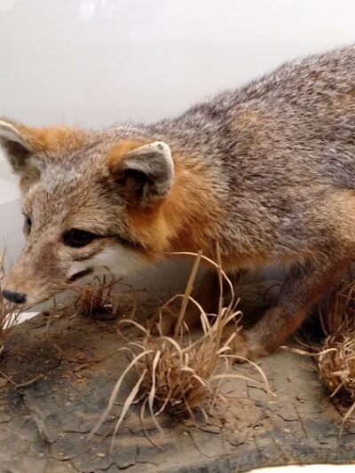 Warren County Animal Control - McMinnville, TN