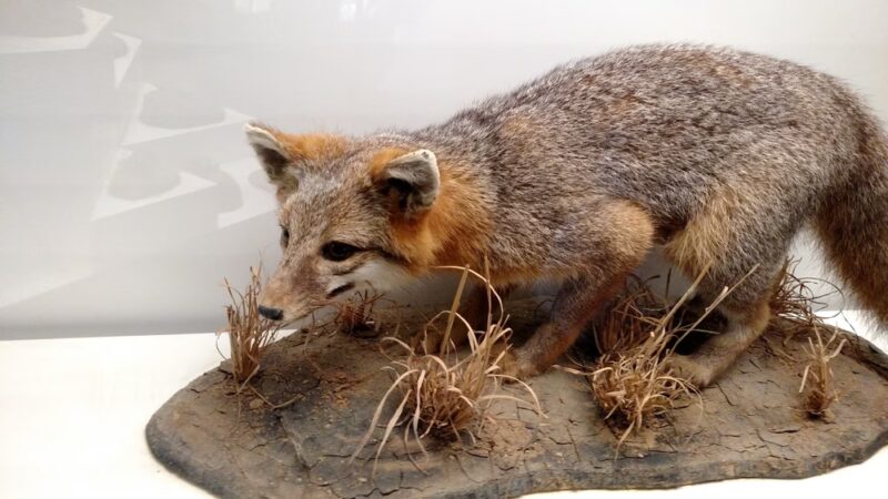 Warren County Animal Control - McMinnville, TN