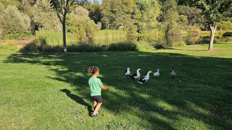 Meadow Vista Park - Meadow Vista, CA