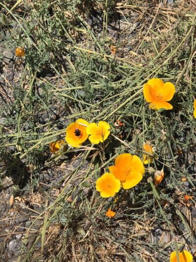 Winchester trailhead - Meadow Vista, CA
