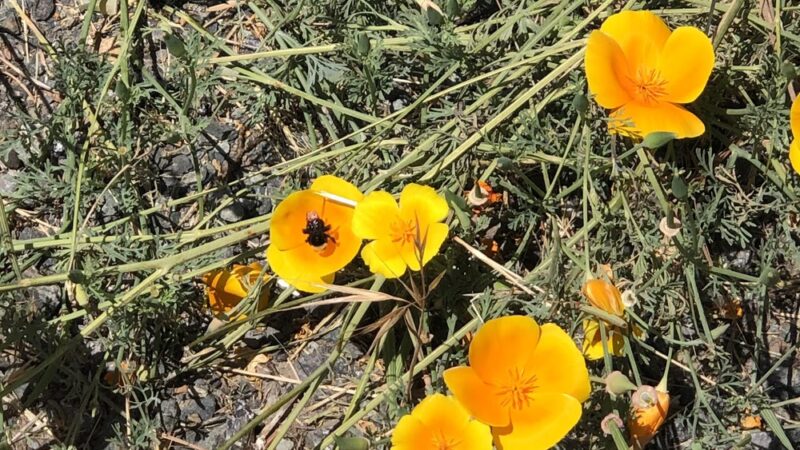 Winchester trailhead - Meadow Vista, CA