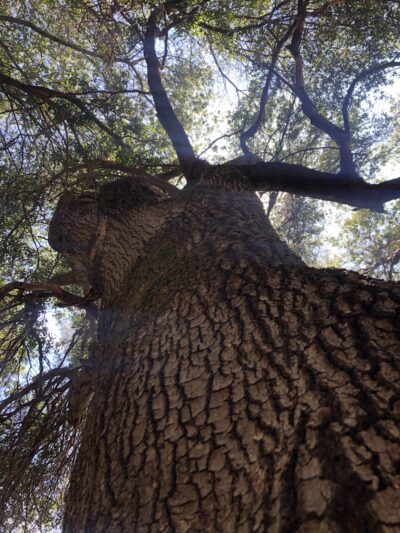 Winchester trailhead - Meadow Vista, CA