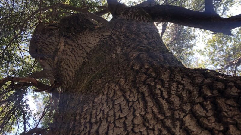 Winchester trailhead - Meadow Vista, CA