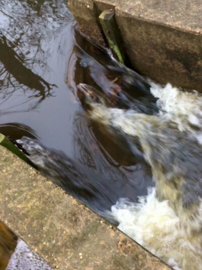 Tomlinson Park - Medford, NJ