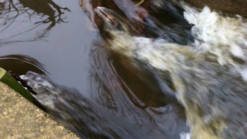 Tomlinson Park - Medford, NJ