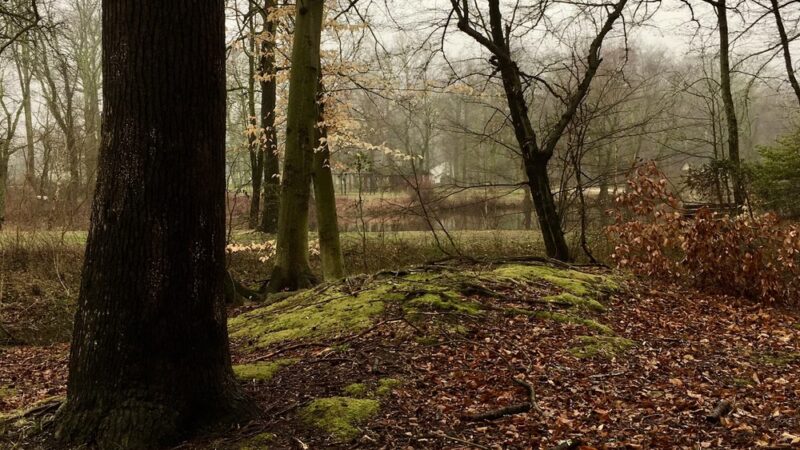 Tomlinson Park - Medford, NJ