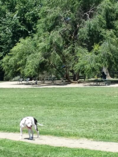Bear Creek Dog Park (Medford, OR) - Medford, OR