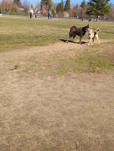 Bear Creek Dog Park (Medford, OR) - Medford, OR