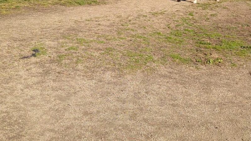 Bear Creek Dog Park (Medford, OR) - Medford, OR