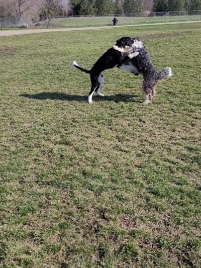 Bear Creek Dog Park (Medford, OR) - Medford, OR