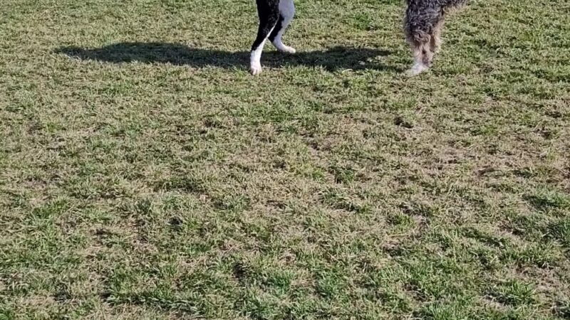 Bear Creek Dog Park (Medford, OR) - Medford, OR