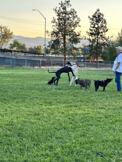 Bear Creek Dog Park (Medford, OR) - Medford, OR