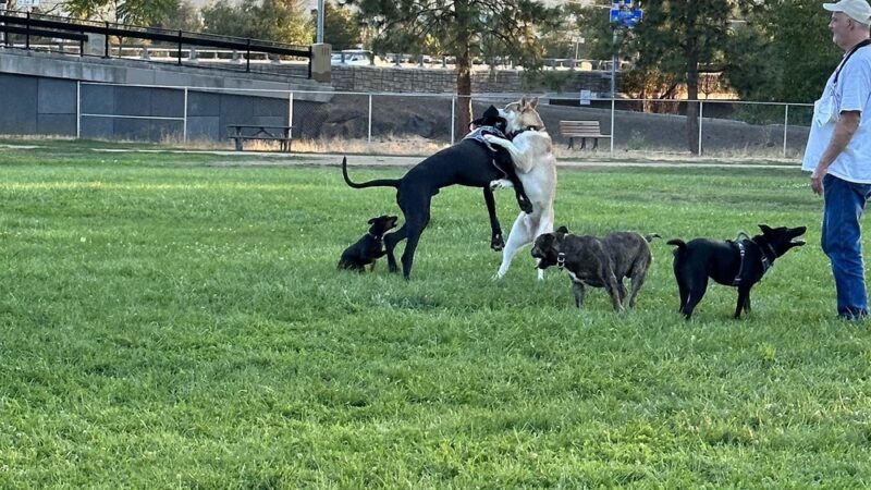 Bear Creek Dog Park (Medford, OR) - Medford, OR