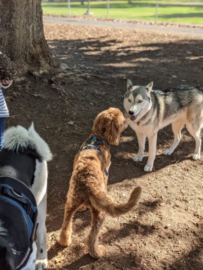 Hawthorne Park Dog Park - Medford, OR