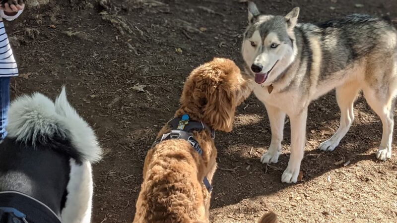 Hawthorne Park Dog Park - Medford, OR