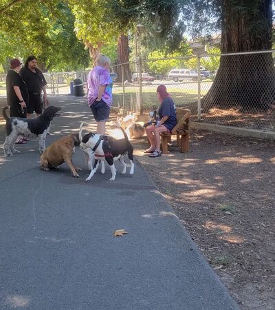 Hawthorne Park Dog Park - Medford, OR
