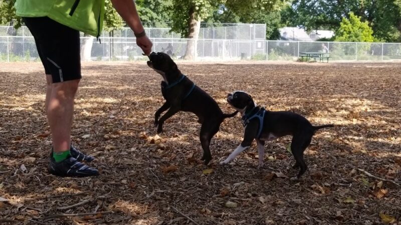 Hawthorne Park Dog Park - Medford, OR