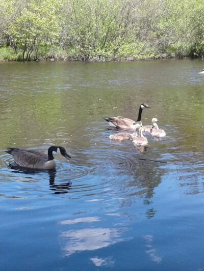 Jaycee Park - Medford, WI