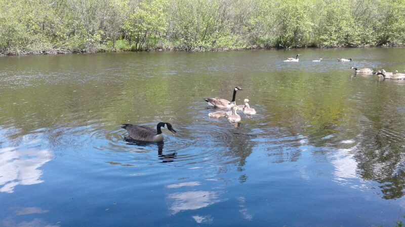 Jaycee Park - Medford, WI