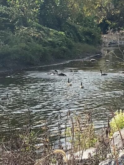 Chester Creek Trail - Media, PA