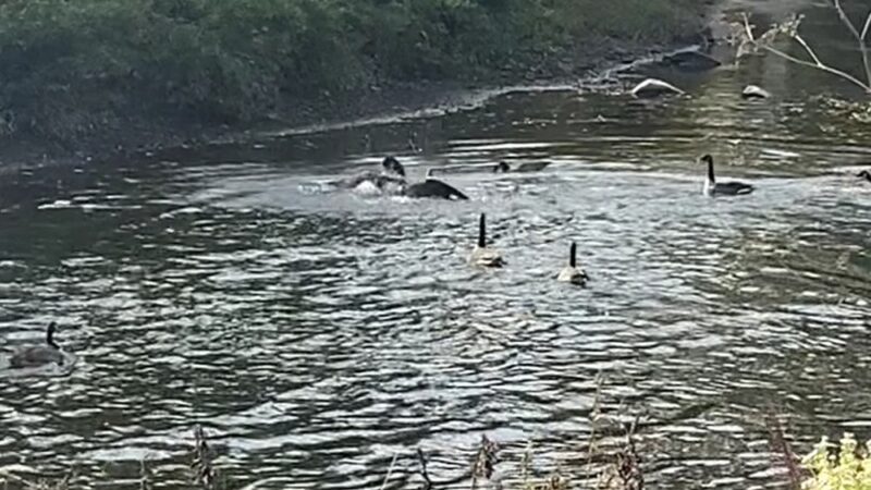 Chester Creek Trail - Media, PA