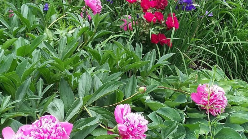 High Meadow Park - Media, PA