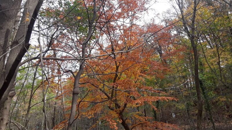 Houtman Park - Media, PA