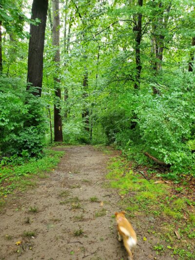 Indian Orchards Park - Media, PA