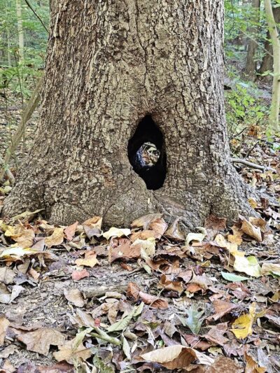 Indian Orchards Park - Media, PA