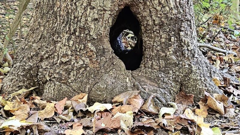 Indian Orchards Park - Media, PA