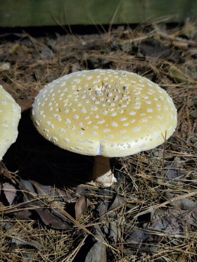 Indian Orchards Park - Media, PA