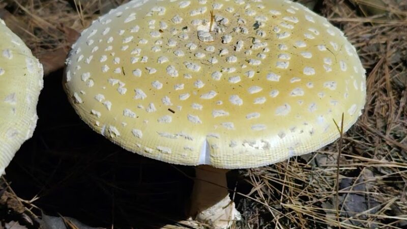 Indian Orchards Park - Media, PA