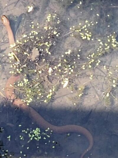 Memorial Park - Media, PA