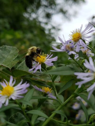 Memorial Park - Media, PA