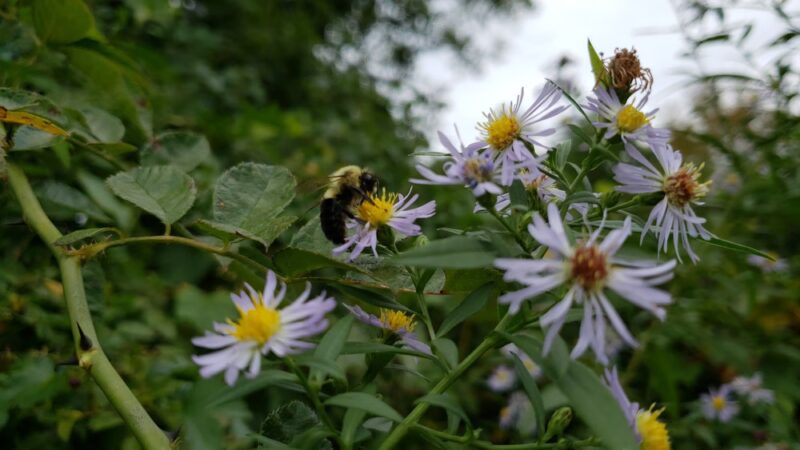 Memorial Park - Media, PA