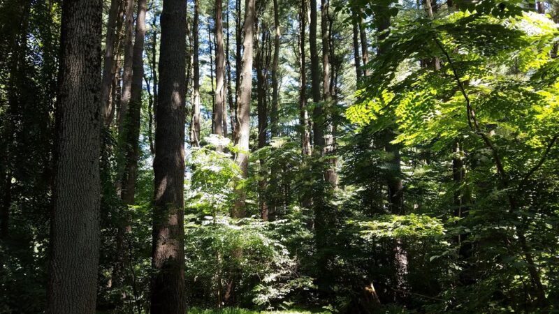Memorial Park - Media, PA